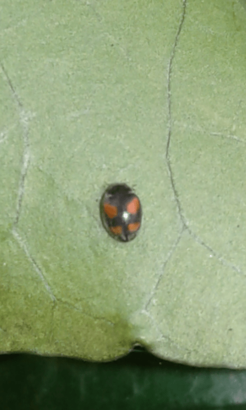 Coccinellidae da ID : Scymnus sp. o Nephus sp.?